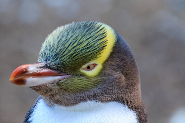 An incredibly handsome man
